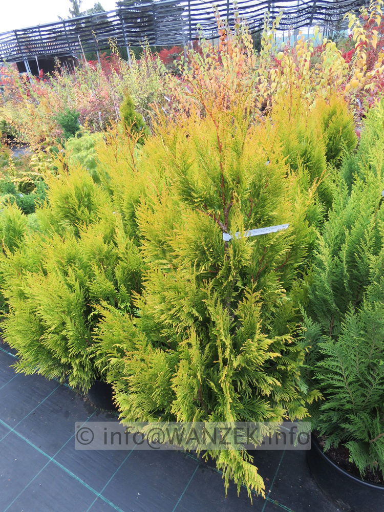 Thuja plicata Goldy 01.JPG